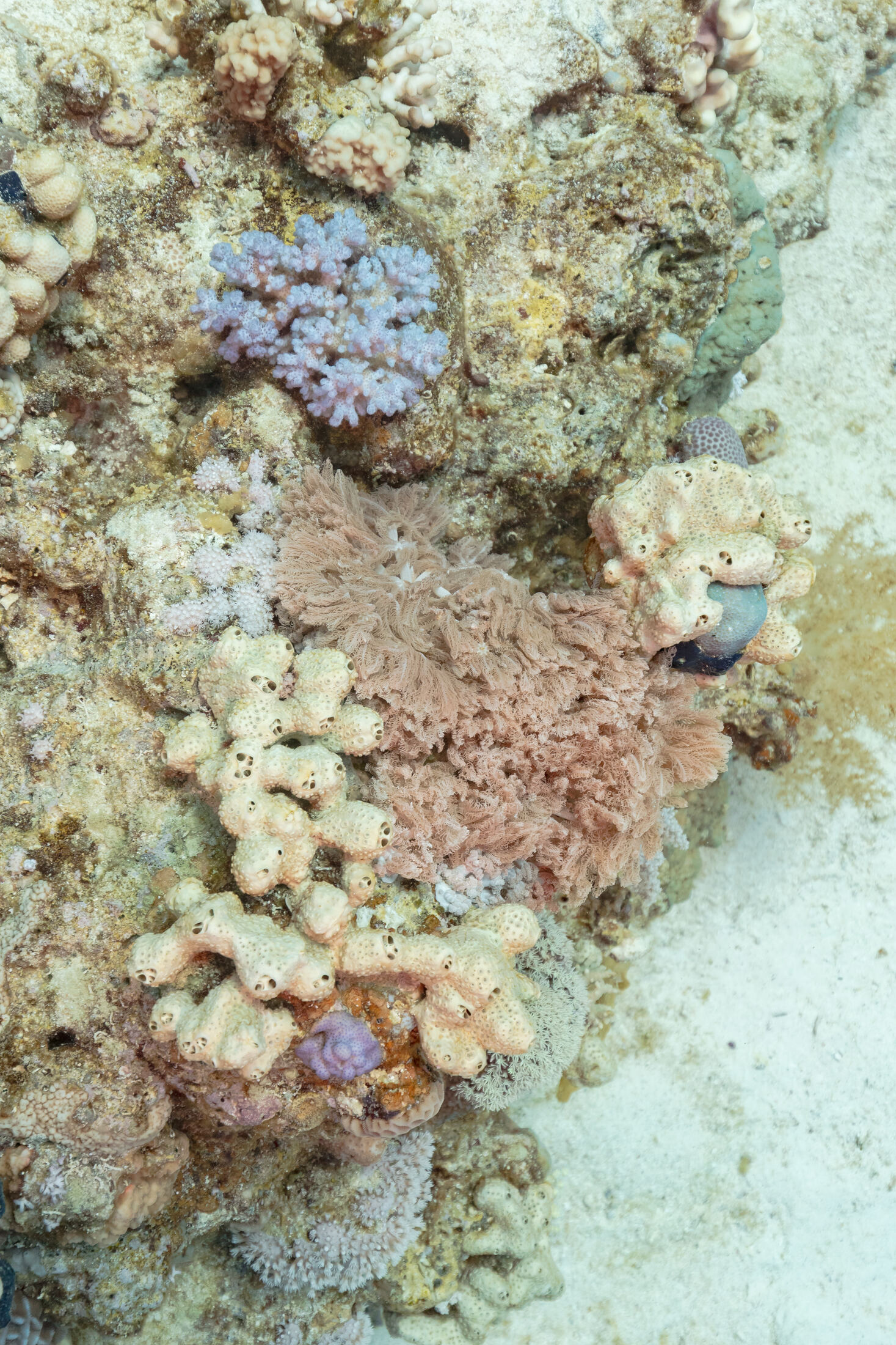 Red Sea