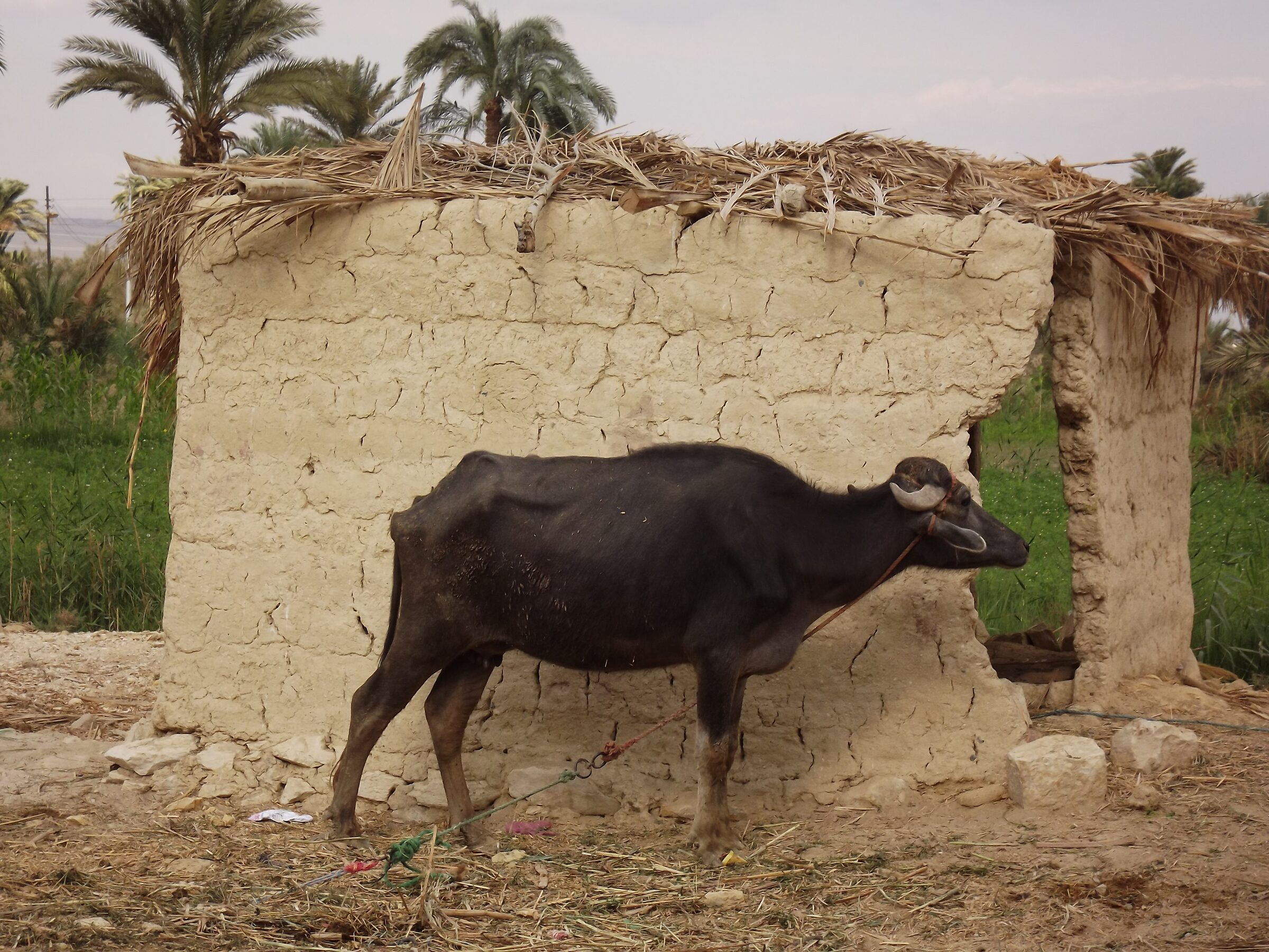 Mudbrick lanes and palms in Tunis village, Fayoum