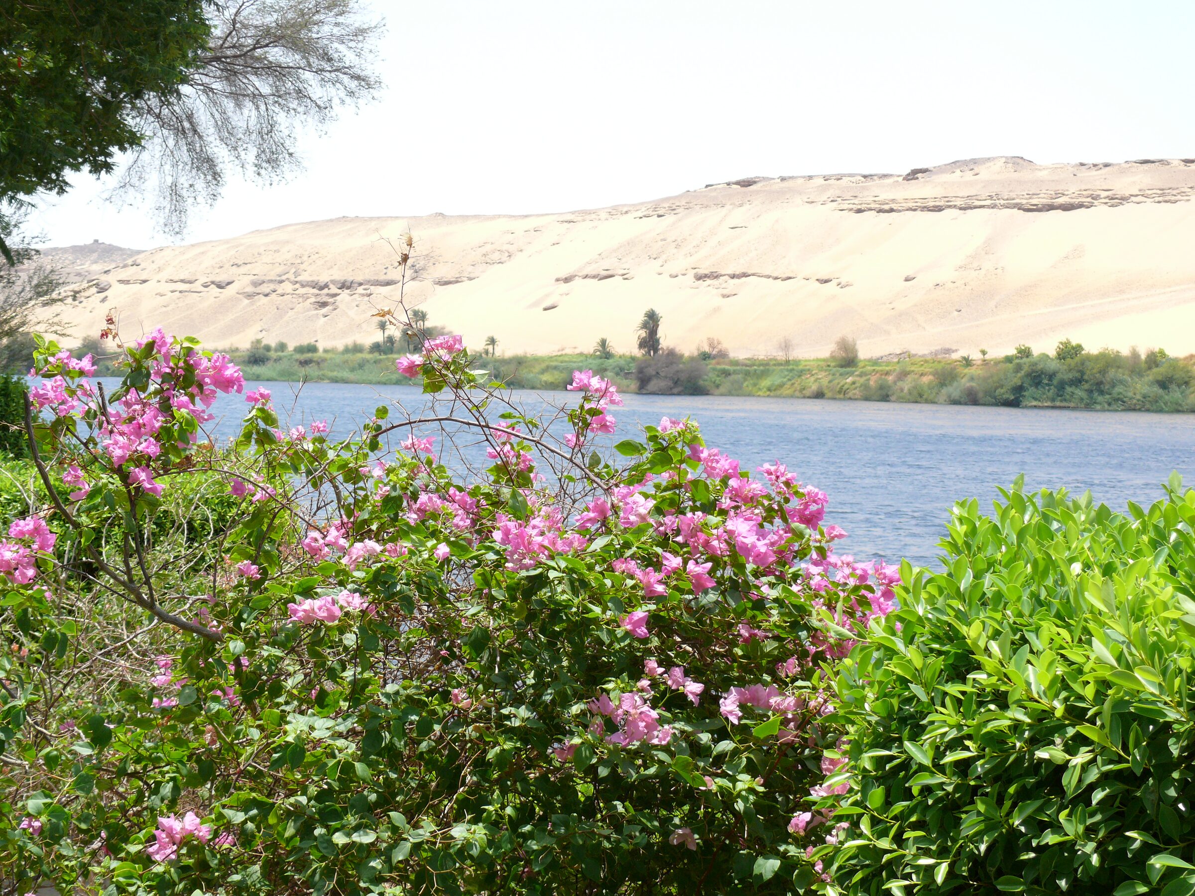 A shaded palm avenue inside the Aswan Botanical Garden