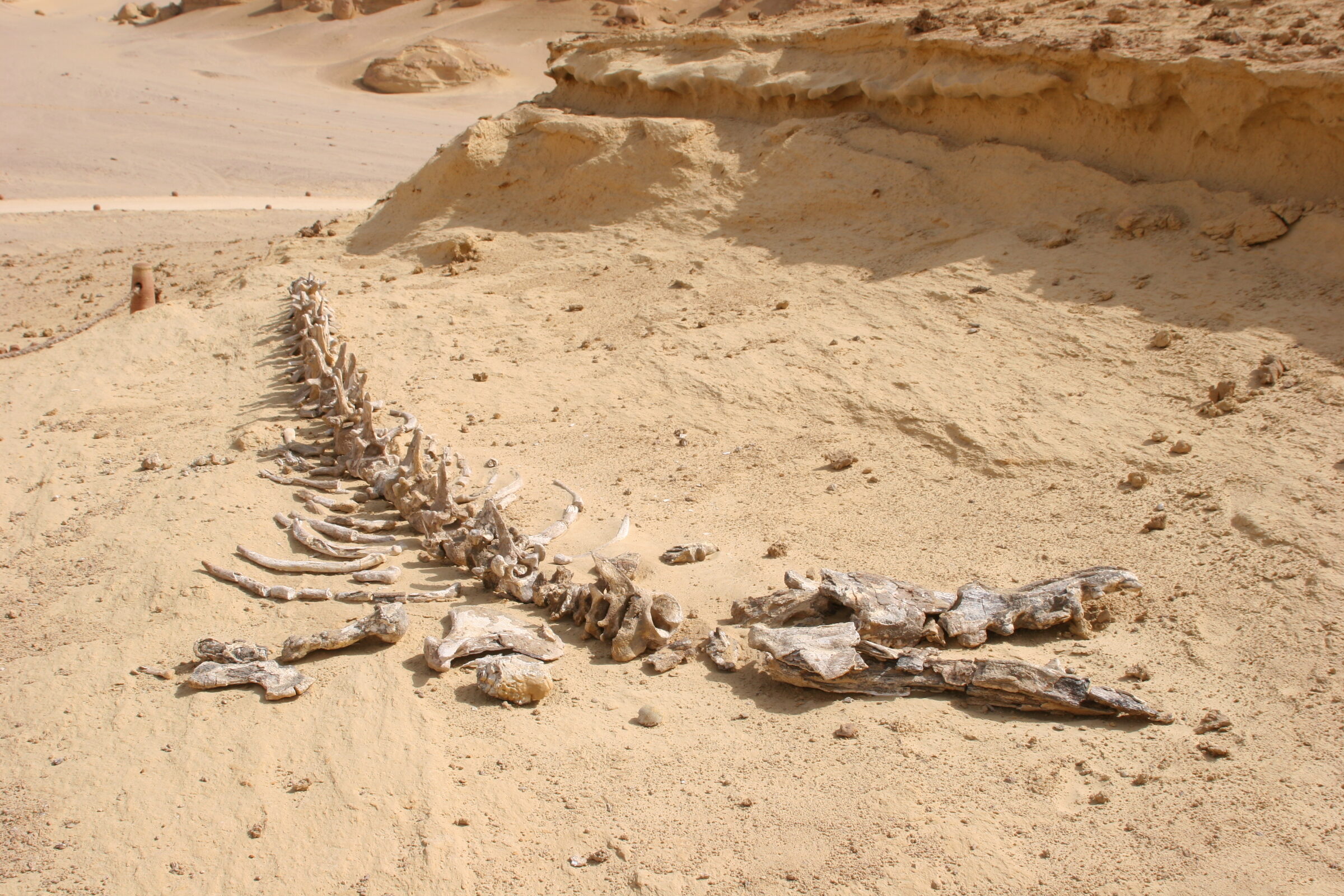 Fayoum