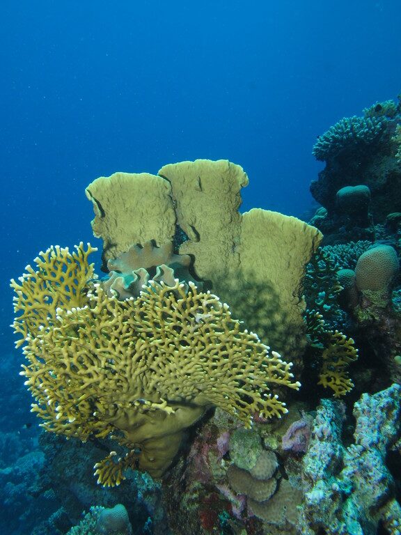 Red Sea