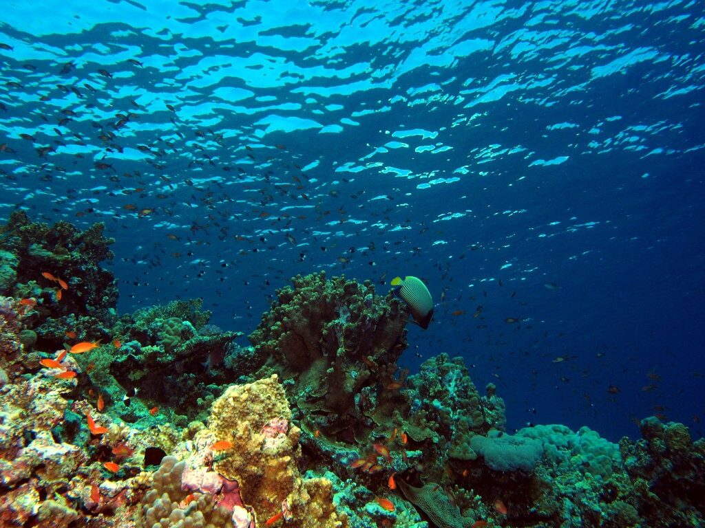 Underwater view at Elphinstone Reef, Red Sea